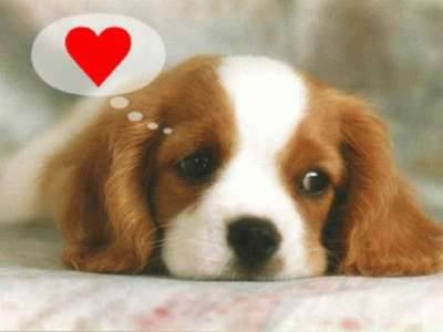 un chien d ammmmmmooouuur